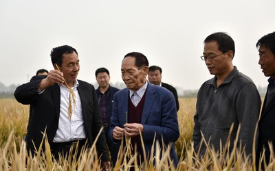 Trung Quốc tham vọng trồng lúa trên sa mạc ở Trung Đông