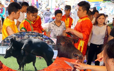 Trâu thắng, trâu thua đều... chết