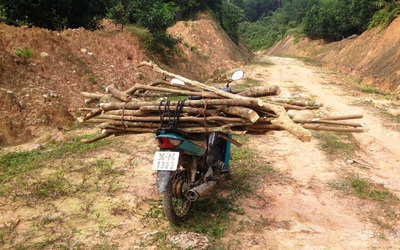 Cây ba chạc chữa mẩn ngứa, ghẻ