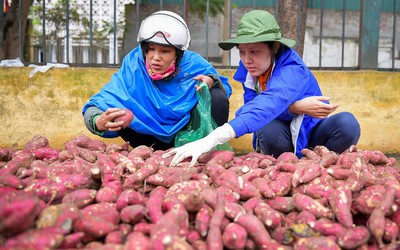 Hàng trăm tấn khoai lang Nhật vượt 1.300km ra Hà Nội để được "giải cứu"