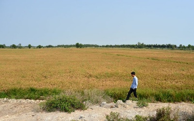 ĐBSCL: Báo động nhiễm mặn đất trồng lúa