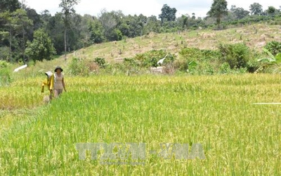 Đắk Lắk: Rừng, đất rừng vẫn bị chặt phá, lấn chiếm trái phép