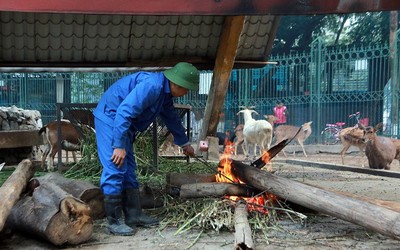 Thức đêm đốt củi, bật điều hoà sưởi ấm cho gấu, cho voi