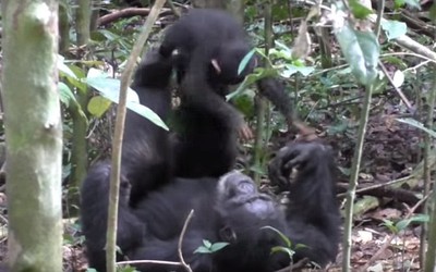 Video: Mẹ con tinh tinh say mê với trò chơi lái máy bay