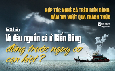 [E] Vì đâu nguồn cá và các loại hải sản ở Biển Đông trước nguy cơ cạn kiệt?