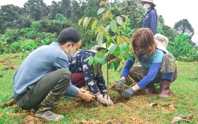 Manulife cùng khách hàng trồng rừng, hướng tới một tương lai bền vững