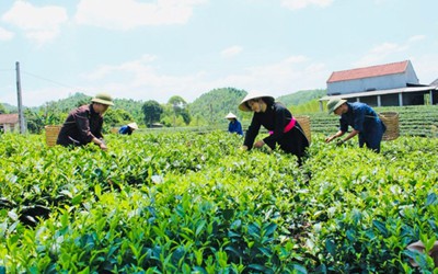 Bắc Giang: Phát triển du lịch nông thôn gắn với Chương trình OCOP