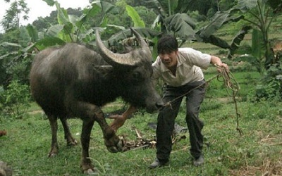 "Kỳ nhân" miễn nhiễm điện, huấn luyện trâu đá bóng