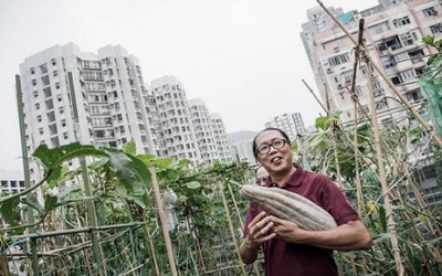 Trồng rau trên nóc nhà ở Hong Kong