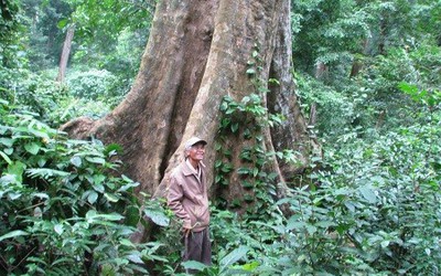 Kỳ lạ khu rừng nguyên sinh giữa thành phố