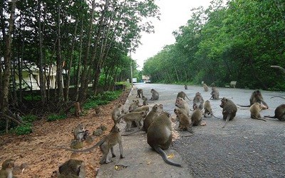 Tình người nơi Đảo khỉ