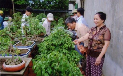 Học làm cây cảnh để thành tỷ phú