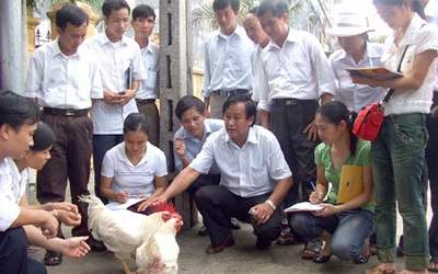 "Sốc" vì nuôi gà siêu tốc - trong 45 ngày đem bán