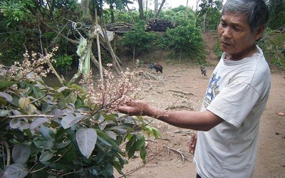 Sốt với giống nhãn tím “lạ” chỉ có ở Việt Nam