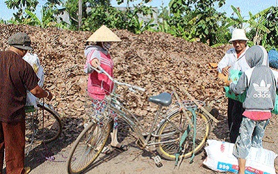 Đổ xô gom lá điều khô bán dù "không biết để làm gì"