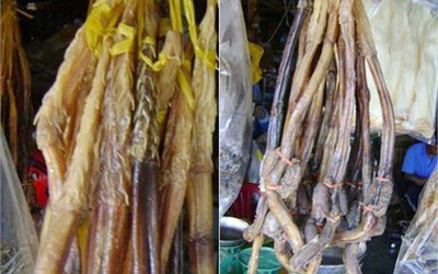 Rễ cây khô biến thành "thần dược" Bắc Mỹ
