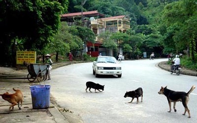 Tranh cãi xung quanh chuyện cấp số cho chó, mèo