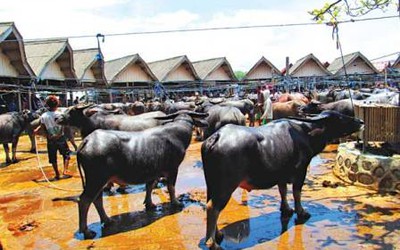 Nhộn nhịp phiên chợ trâu Pasar Bolu