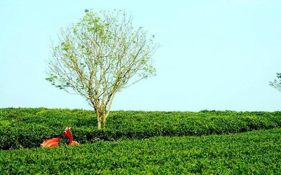 Chiều cao nguyên tràn ngập hoa và gió