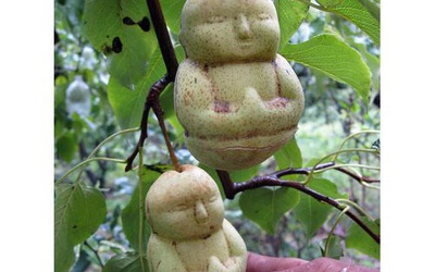 Kỳ lạ củ quả có hình dạng bất thường