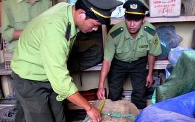 Kiểm lâm phủ nhận tiếp tay cho lâm tặc chặt sưa