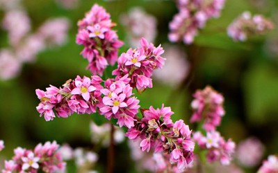Ngẩn ngơ trước vẻ đẹp hoa tam giác mạch