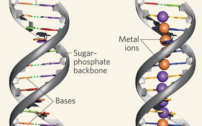 Người phụ nữ có 2 bộ DNA