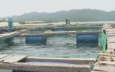 Người dân điêu đứng vì tôm hùm
