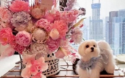 Cô gái chi hơn 2 tỷ đồng chuộc thú cưng từ bạn trai cũ và cái kết đắng lòng