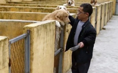 Vét sạch tài sản để nuôi chó, nay thành “đại gia” kiếm tiền tỷ/năm