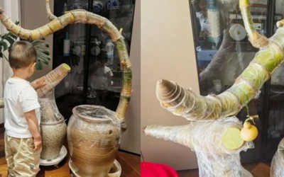 Chồng “đốt” hơn 70 triệu mua hai gốc tre trơ trụi, vợ dở khóc dở cười