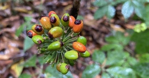 Loài cây quý hiếm, đắt đỏ bậc nhất thế giới, chỉ có duy nhất ở Việt Nam