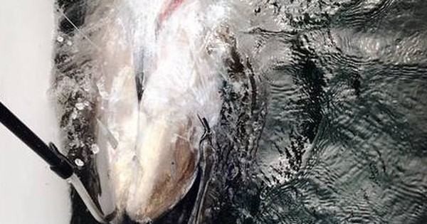 Ngư dân câu được cá ngừ khổng lồ 500kg, giá hàng chục tỷ đồng