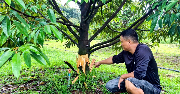 Điều tra vụ hàng chục cây sầu riêng bị phá gốc tại Lâm Đồng