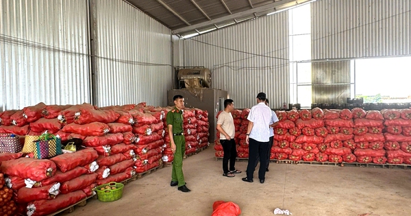 Phát hiện thủ đoạn dùng khoai tây Trung Quốc làm giả thương hiệu khoai tây Đà Lạt