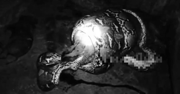 Nhìn ra ngoài vườn, người dân phát hiện cảnh tượng 