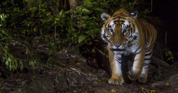 Đang đi làm, người đàn ông 44 tuổi bị hổ dữ vồ tử vong