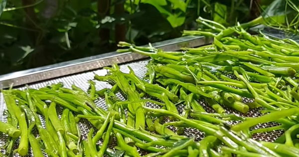 2 loại rau “khoái khẩu” mùa lạnh dễ thành ổ sán, đứng đầu bảng mâm cơm nhà nào cũng có