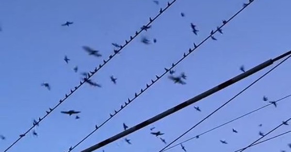 Đang đi dạo, người đàn ông bắt gặp cảnh tượng nổi da gà