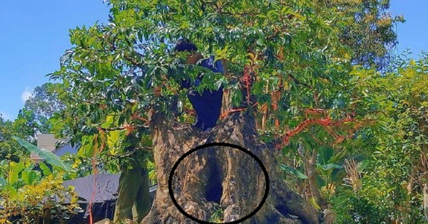 Cây thị bonsai “4 người ôm” rao giá 400 triệu đồng vẫn có người chốt