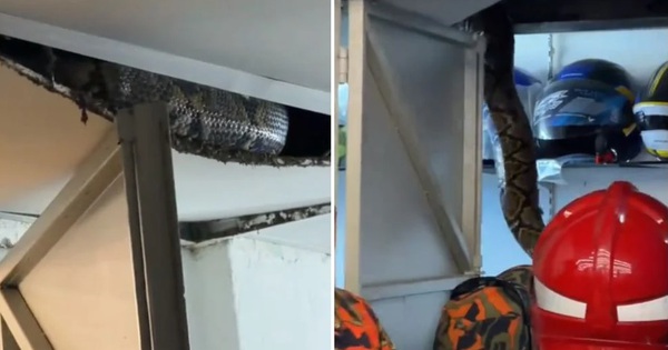 Bắt sống 2 con trăn khổng lồ ẩn nấp trong cửa hàng xe máy