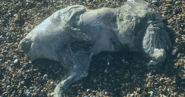 Phát hiện xác sinh vật lạ trên bãi biển, da óng ánh như ngọc trai gây sốc