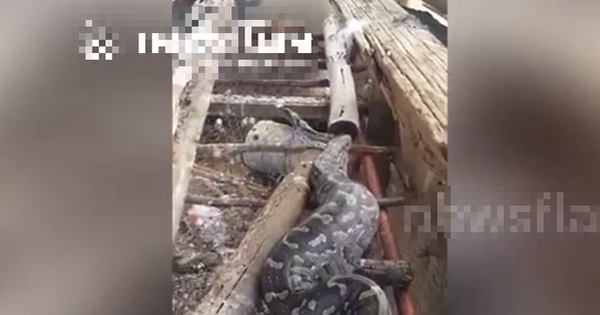 Bước chân ra vườn, người dân bỗng thấy cảnh tượng 