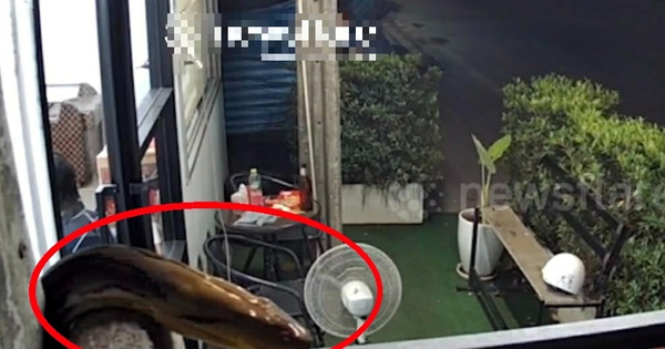 Nghe hàng xóm gọi rất to, người phụ nữ nhìn ra cửa sổ thấy cảnh tượng 