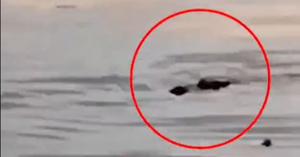 Đi bơi cùng bạn, cậu bé bị thứ đáng sợ cắn tử vong trên sông