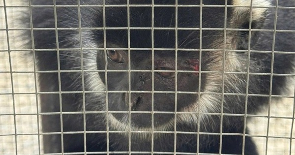 Bắt được sinh vật hoang dã nhiều lần tấn công người dân