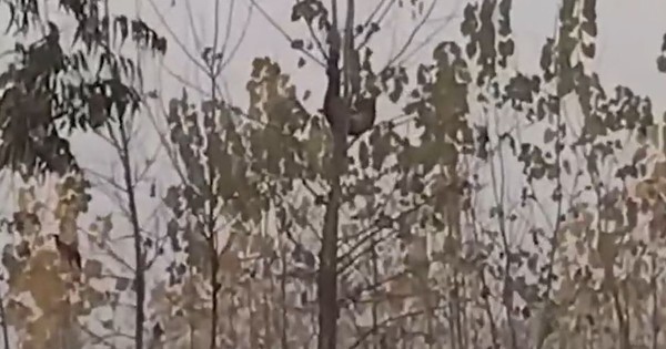 Báo hoa mai bị treo ngược trên cây, người dân tụ tập đứng xem