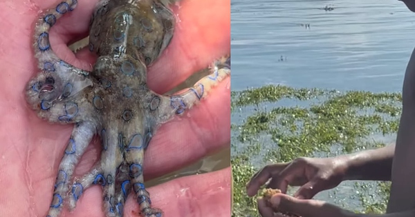 Người đàn ông suýt mất mạng khi chạm vào loài bạch tuộc cực độc