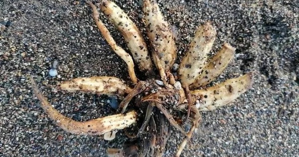 Loài cây cực độc trôi dạt vào bãi biển, chuyên gia cảnh báo