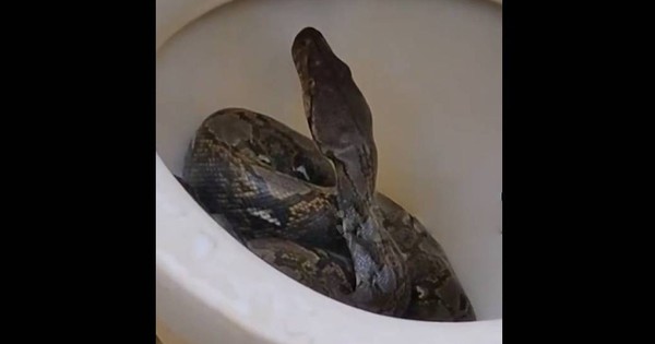 Người đàn ông sốc nặng khi phát hiện trăn khổng lồ bên trong bồn cầu